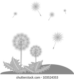 dandelion seeds blowing from stem, vector illustration
