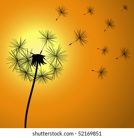 	Dandelion seeds flying