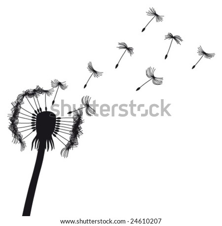 Dandelion seeds flying in the wind