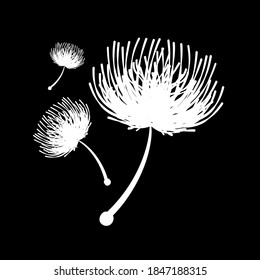 dandelion seeds object black background