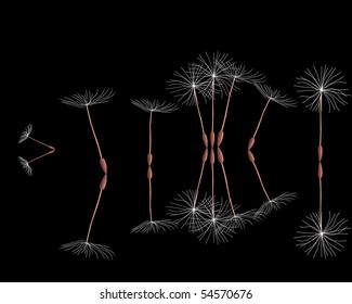 Dandelion seeds on a black background with reflexion