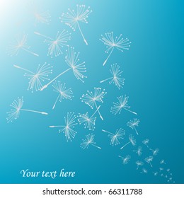 Dandelion seeds over blue background