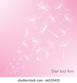 Dandelion seeds over pink background