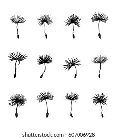 Dandelion seeds set
