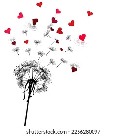 Dandelion with seeds that fly and turn into hearts
