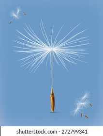 Dandelion seeds, vector icon