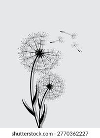 Dandelion  and seeds, vector illustration. Vector isolated decoration element from scattered silhouettes.