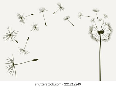 dandelion seeds in the wind