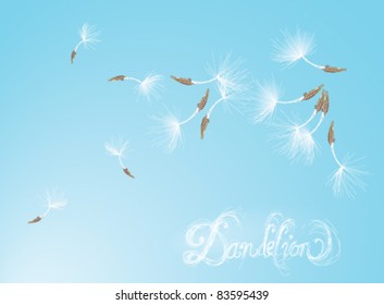 DANDELION / Seeds in the wind