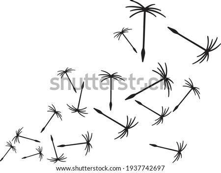 Dandelion seeds in the wind