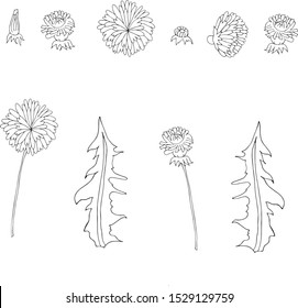 dandelion set black and white