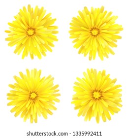 Dandelion, a set of four flowers, isolated on a white background.