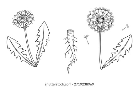 El conjunto de diente de león incluye flores abiertas, semillas, hojas con raíces aisladas sobre fondo transparente. Dibujado a mano boceto botánico dibujo de contorno.