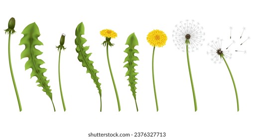 Dandelion set. Realistic yellow flower with leaf. Summer natural season element, beautiful grass. Vector icon illustration isolated on white background