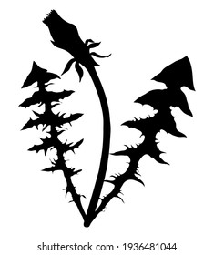 Dandelion. The silhouette of a bud opening and dandelion leaves. Vector image isolated on a white background.