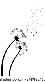 Dandelion silhouette with flying seeds isolated on a transparent or white background