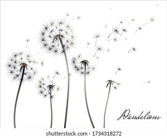 Dandelion silhouette on white background. Vector illustration.