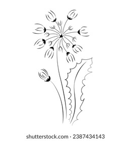 Impresión de silueta de Dandelion. Vector único. Flor de diente de león incolora. Contorno de línea aislada en blanco y negro. Dibujo negro botánico. Icono de arte con logotipo floral.