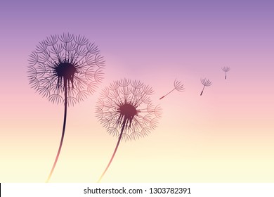 dandelion silhouette at purple sunset with flying seeds vector illustration EPS10