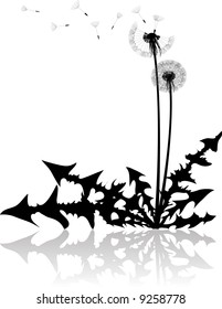 Dandelion silhouette with reflection