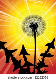Dandelion silhouette in the sun set