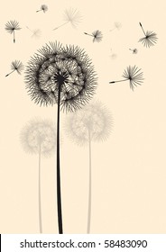 dandelion silhouette in the wind