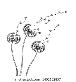 Dandelion silhouettes. Dandelions grass pollen delicate plant seeds blowing wind fluff flower abstract vector spring graphics