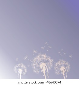 Dandelion silhouettes on the sky