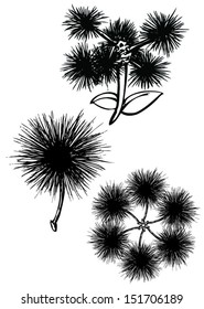 dandelion simple drawing