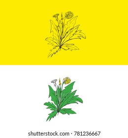 Dandelion. Sketch. Calligraphy. Vector. 