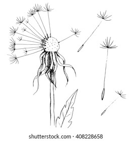 dandelion sketch, ink floral ornament with flowers dandelion and leaves, hand drawing blowball, isolated on white background, vector illustration