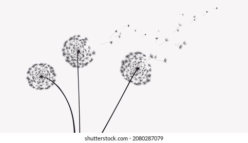 Dandelion sketch, vector illustration, isolated on white background.
