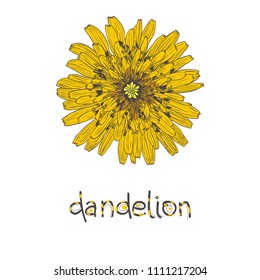 Dandelion. Sketch yellow dandelion.