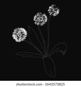 Dandelion sketched in black and white with delicate seed head, slender stem, and detailed leaves against a dark background. The monochrome illustration highlights the plant's natural elegance.