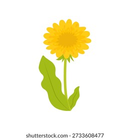 Dandelion spring flower on stem with green leaves on white background. Botanical flat vector illustration.
