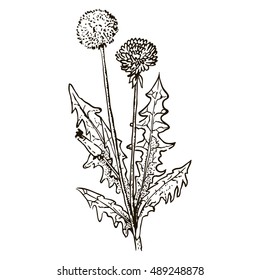 Dandelion. Dandelion - spring flowers. Fresh dandelions. Dandelions on white background. Dandelion isolated on white. Healthy dandelion. Dandelion with leaves. Dandelions yellow flowers.