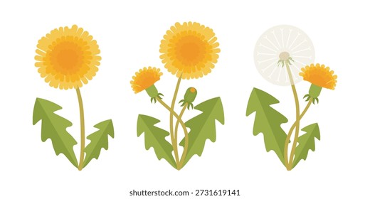 Flores de primavera de diente de león en estilo geométrico plano. Hojaldre de diente de león floreciente y semilla. Ilustración vectorial botánica aislada sobre fondo blanco.