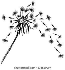 dandelion, stem, seeds, fly