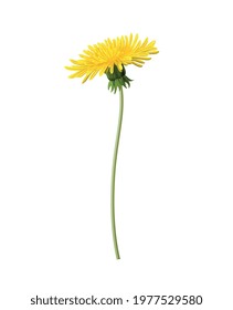 Dandelion stem with yellow flower without leaves realistic icon vector illustration