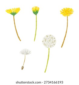 Conjunto de Subgrupos de diente de león (flor, pelusa, brote)