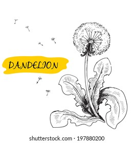 Dandelion. Summer flower. Hand drawn graphic illustration