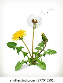 Dandelion summer flowers, vector illustration isolated on white background