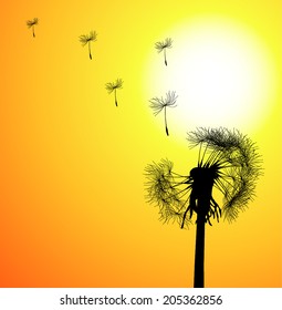 dandelion at sunset