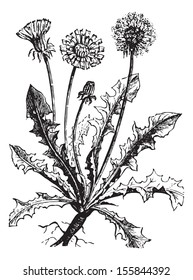 Dandelion or Taraxacum, vintage engraved illustration. Usual Medicine Dictionary by Dr Labarthe - 1885.