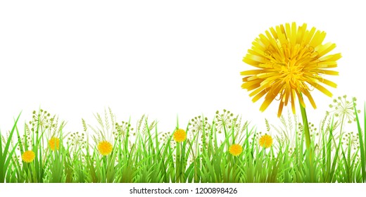 Dandelion Tea Box Design. Vector realistic illustration