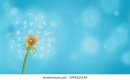 dandelion tea seeds flower blue background