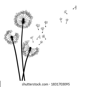 Dandelion time background. The wind inflates a dandelion. Black silhouette with flying dandelion buds on a white. Hand drawn flying blow dandelion buds