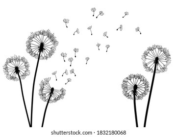 Dandelion time background. The wind inflates a dandelion. Black silhouette with flying dandelion buds on a white. Hand drawn flying blow dandelion buds