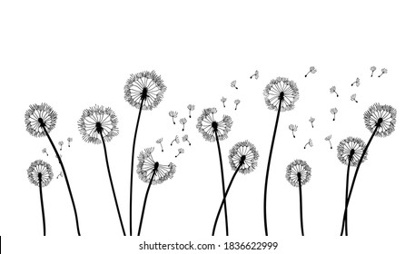 Dandelion time background. The wind inflates a dandelion. Black silhouette with flying dandelion buds on a white. Hand drawn flying blow dandelion buds