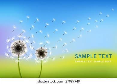 dandelion vector